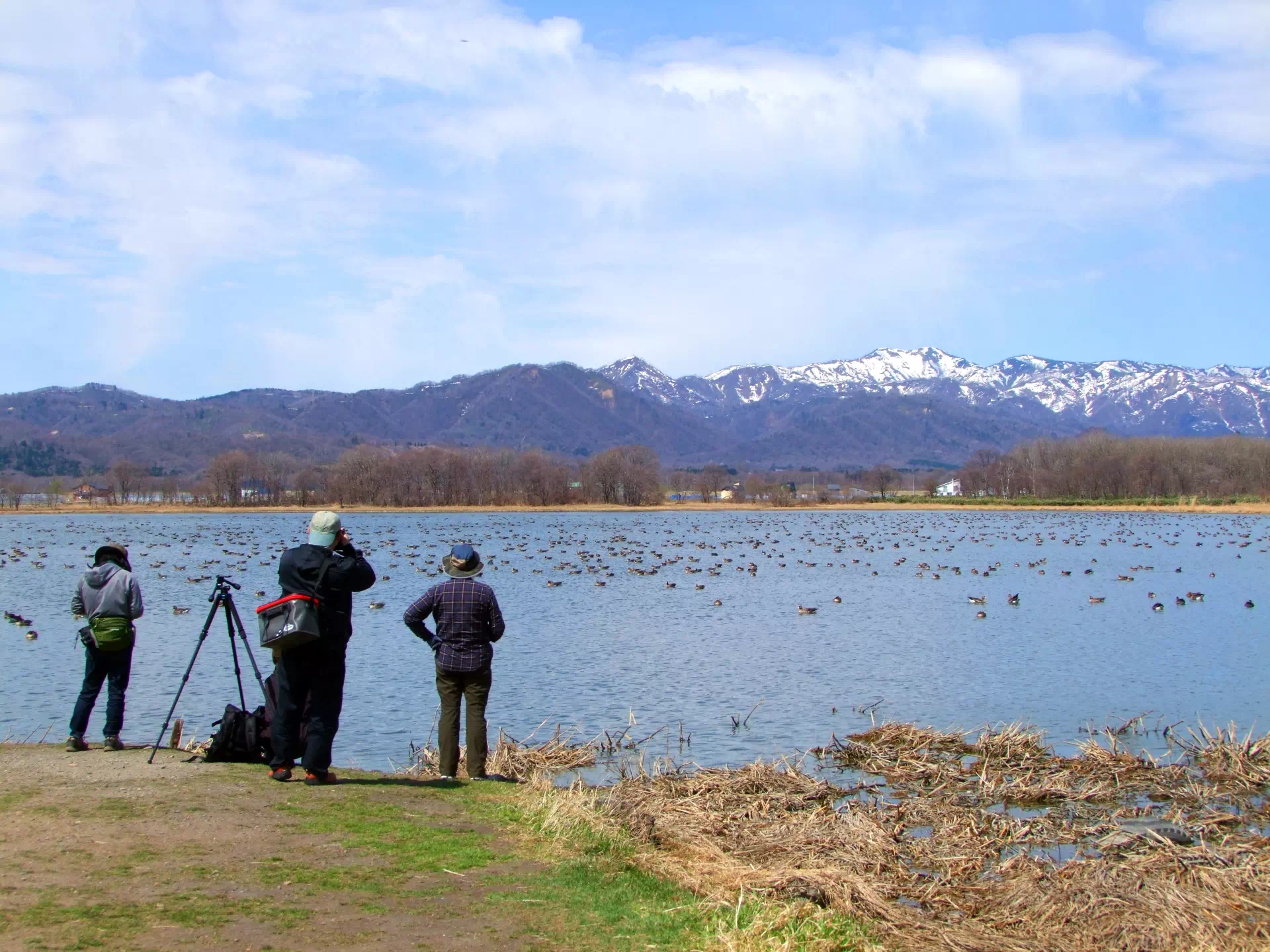 バードウォッチング