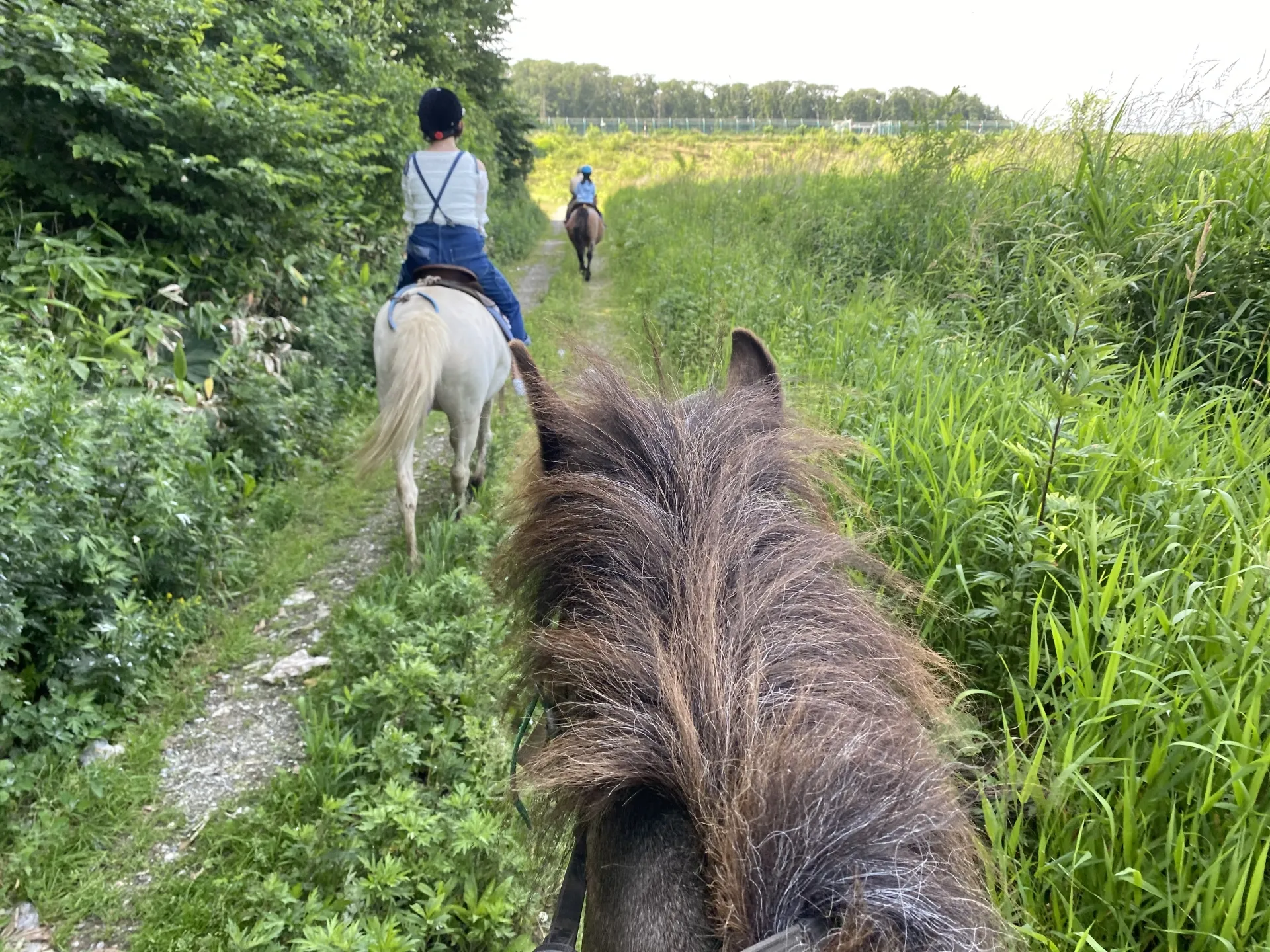 趣味乗馬の魅力とメリット