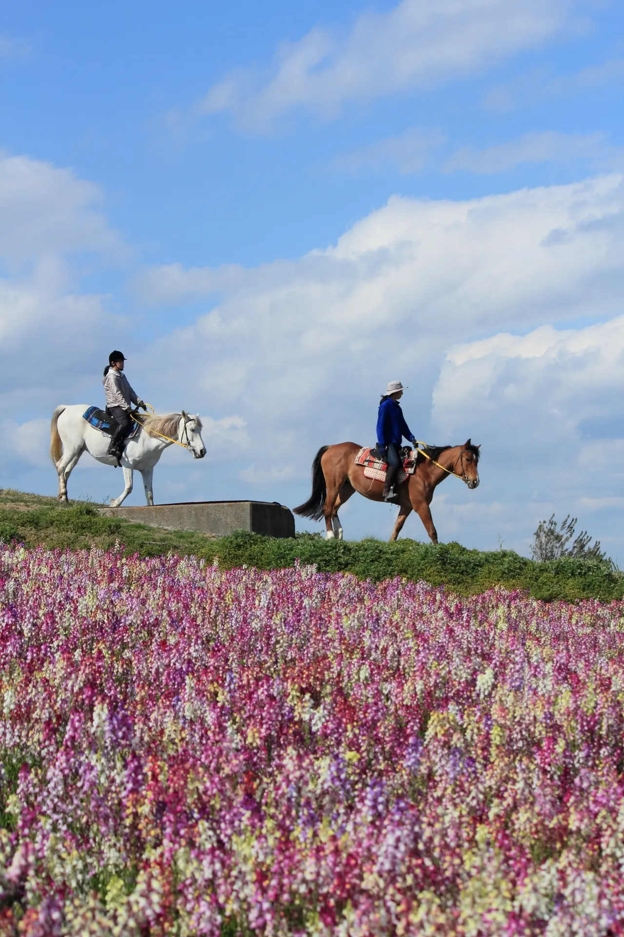 趣味として楽しむ乗馬とは